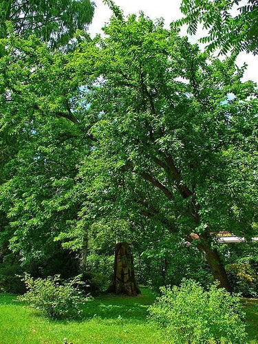10 HEDGE APPLE Osage Orange Horse Apple Monkey Ball Maclura Pomifera Tree Seeds